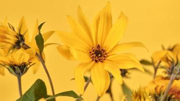 Yellow flower bud of topinambur on yellow background, top copy space, blurred yellow flower photo