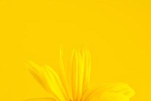 Yellow flower petals of topinambur on yellow background, top copy space, blurred yellow flower photo