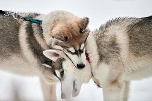 perros husky jugando en la nieve foto