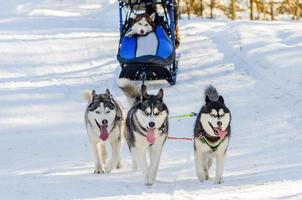 Funny three siberian husky dogs in harness. Sled dogs race competition. Sleigh championship challenge in cold winter forest. photo