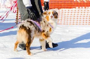 Handsome Siberian Husky dog with unusual fur color, outdoor portrait. Sled dogs race training in cold snow weather. photo