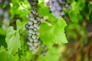 Bunch of grapes on vineyard. Table red grape with green vine leaves at sunny september day. Autumn harvest of grapes for making wine, jam and juice. photo
