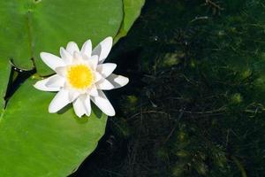 Water lily flower in river. National symbol of Bangladesh. Beautiful white lotus with yellow pollen. photo