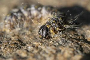 Extreme macro portrait of caterpillar photo