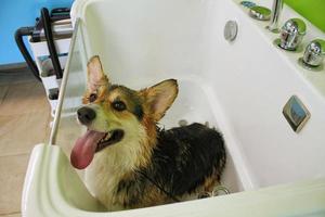 Corgi welsh pembroke with wet fur standing in a bathroom after bathing and washing in grooming salon. Professional hygiene, welness, spa procedures of animals concept. Domestic pet care idea. Close up photo