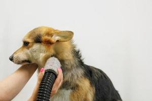 Pet professional master groomer blow drying corgi welsh pembroke dog after washing in grooming salon. Female hands using hair dryer getting fur dried with a blower. Animal hairstyle concept. Close-up. photo