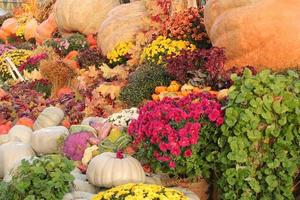 Colourful organic pumpkin in rattan basket on agricultural fair. Harvesting autumn time concept. Garden fall natural plant. Thanksgiving halloween decor. Festive farm rural background. Vegan food. photo