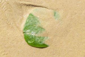 Tropical foliage leaf in sand and water on beach Mexico. photo