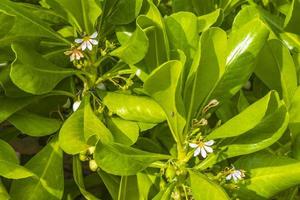 White and yellow flowers and plants in tropical forest nature Mexico. photo