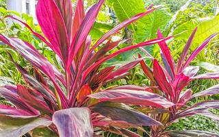 Tropical purple pink Ti Plant plant Playa del Carmen Mexico. photo