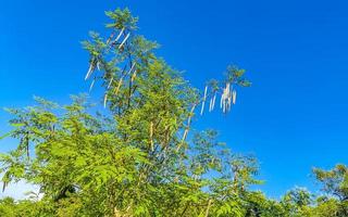 Seeds of moringa tree on green tree with blue sky Mexico. photo