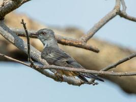 plaintive cuckoo perched on dry tree photo