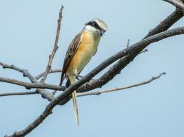 actuación en "The Shrike" marrón posado en un árbol seco foto