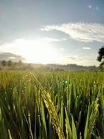 vista de la mañana en el campo de arroz foto