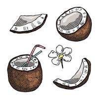 Set of coconut cliparts. Hand drawn nut icon. Tropical illustration. For print, web, design, decor vector