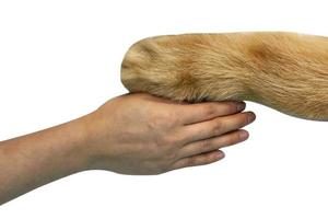 dog paw of golden retriever isolated on a white background. Dog paw and human hand. photo