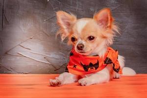 un perro chihuahua blanco con un pañuelo naranja para halloween. perro sobre un fondo naranja. foto