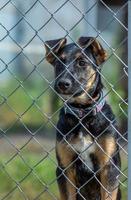 Portrait of a puppy behind the fence. Focus on the brown eyes. The concept of protection of the house photo