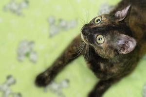 Charming curly cat Ural Rex lies on the bed and looks up with big green eyes. Color black turtle. photo