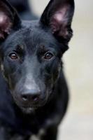 Portrait of a sad black dog. Focus on brown eyes. The concept of animal shelter. photo