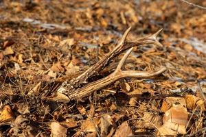 ROE deer horns on fallen leaves on the ground in the forest.