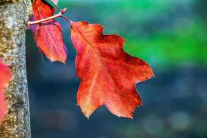 Close up of autumn red leaf with natural texture on blurred green background. Natural autumn leaf. Beautiful seasonal autumn leaf. photo