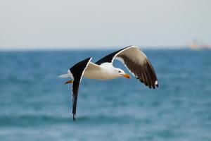 Rio de Janeiro, RJ, Brazil, 2022 - Seagulls on Grumari Beach, one of the wildest beaches in Rio de Janeiro photo