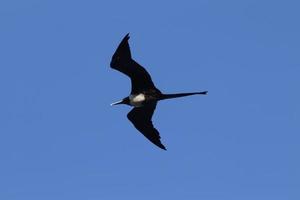 rio de janeiro, rj, brasil, 2022 - un piquero vuela sobre el parque natural de dos hermanos, leblon, rio de janeiro foto