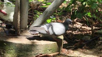 Eine einbeinige verkrüppelte Taube suchte während des heißen, sonnigen Tages auf dem natürlichen Gras nach Würmern und Insekten auf dem grünen Gras, dieser Vogel war ein langsamer und armer Vogel. video