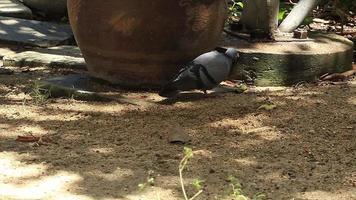 Eine einbeinige verkrüppelte Taube suchte während des heißen, sonnigen Tages auf dem natürlichen Gras nach Würmern und Insekten auf dem grünen Gras, dieser Vogel war ein langsamer und armer Vogel. video