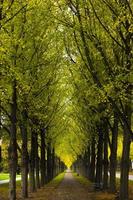 Autumn alley detail photo