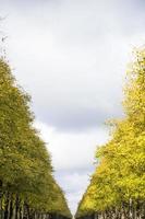 Autumn alley detail photo