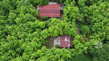 vista aérea de hermosos paisajes de áreas agrícolas o de cultivo en países tropicales. plantación de eucaliptos en tailandia. fondo de paisaje natural. video