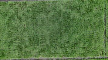 vista aérea de paisagens de campos de arroz ou áreas agrícolas em países tropicais. negócio de cultivo. fundo de paisagem natural. video