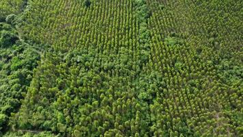 vista aérea de hermosos paisajes de áreas agrícolas o de cultivo en países tropicales. vista superior del bosque de eucaliptos en tailandia. negocio de cultivo. fondo de paisaje natural. video