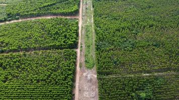 Aerial view of a dirt road that cuts through the beautiful green spaces of rural eucalyptus plantations. Top view of eucalyptus forest in Thailand. Natural landscape background. video