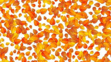 Seamless autumn leaves horizontal banner isolated on white background. Advertising template with golden autumn fall leaf pattern. Vector illustration eps10