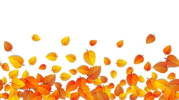 Seamless autumn leaves horizontal banner isolated on white background. Advertising template with golden autumn leaf. Fall season colors pattern. Autumnal nature foliage wallpaper frame. Vector