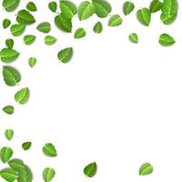 Flying green leaves on white background. Spring leaf pattern on isolated backdrop. Fall fresh leaves plant. Vector illustration closeup