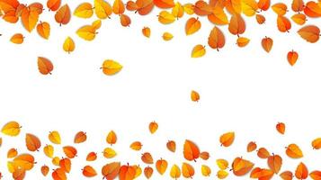 Seamless autumn leaves horizontal banner isolated on white background. Advertising template with golden autumn leaf. Fall season colors pattern. Autumnal nature foliage wallpaper frame. Vector