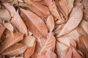 gotas de agua sobre la hoja de naranja para el fondo. foto