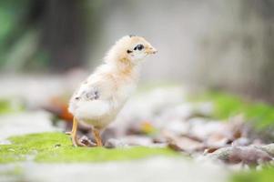 un pequeño pollo en el jardín foto