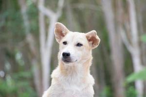 retrato de perro con fondo de naturaleza foto