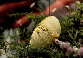 Beautiful mushroom in green grass on shore of lake photo