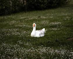 el ganso lindo divertido miente en la hierba verde en flores foto