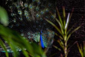 Dark photo of Peacock in the forest with a loose tail