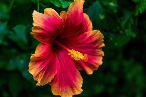 Close-up at beautiful blooming hibiscus in the garden photo
