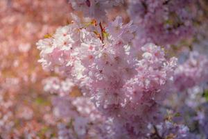 Close-up at Branch of sakura in blossom. Japanese garden in blossom photo