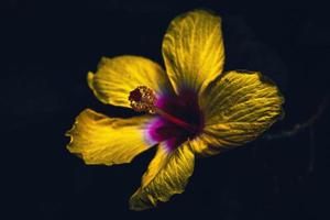 Beautiful yellow hibiscus flower close-up macro photo