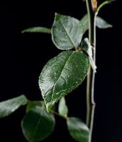 Wet rose leaf on the stem close - up . photo